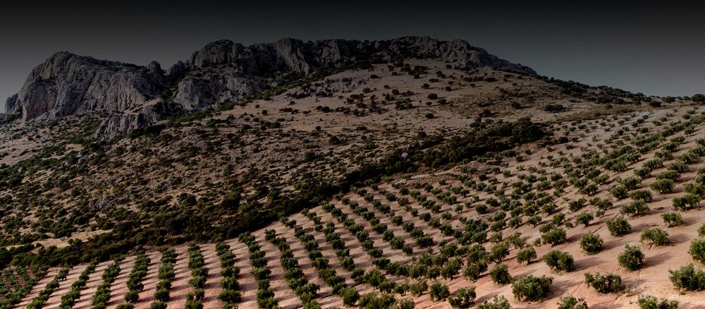 Paisaje de olivos