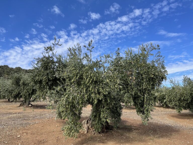 cuantos kilos de aceituna da un olivo