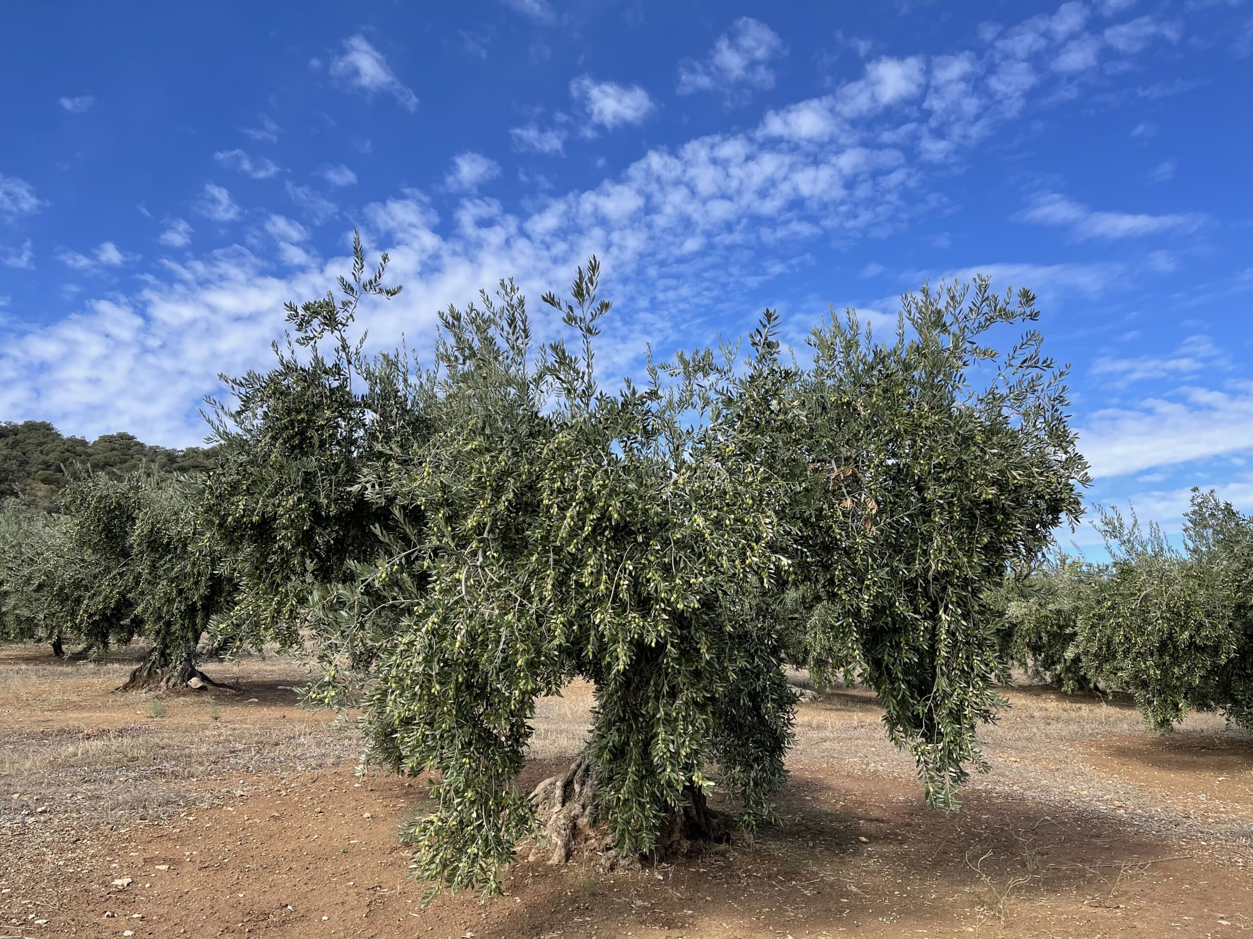 cuantos kilos de aceituna da un olivo