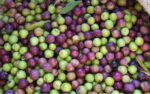 olivo arbequina con aceitunas arbequinas