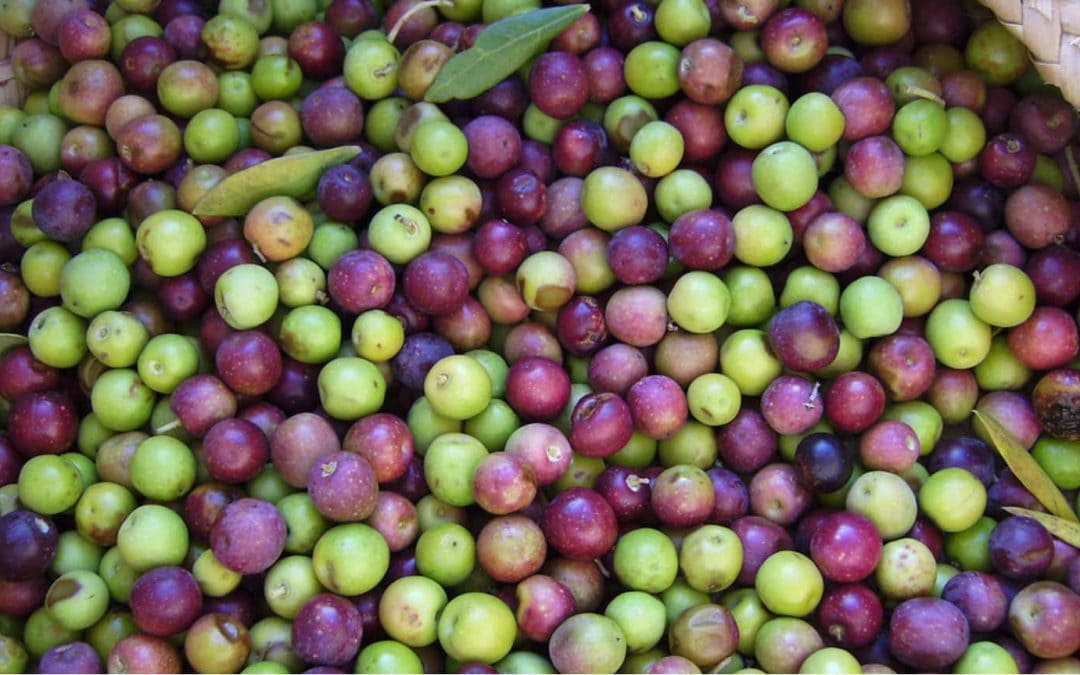 olivo arbequina con aceitunas arbequinas