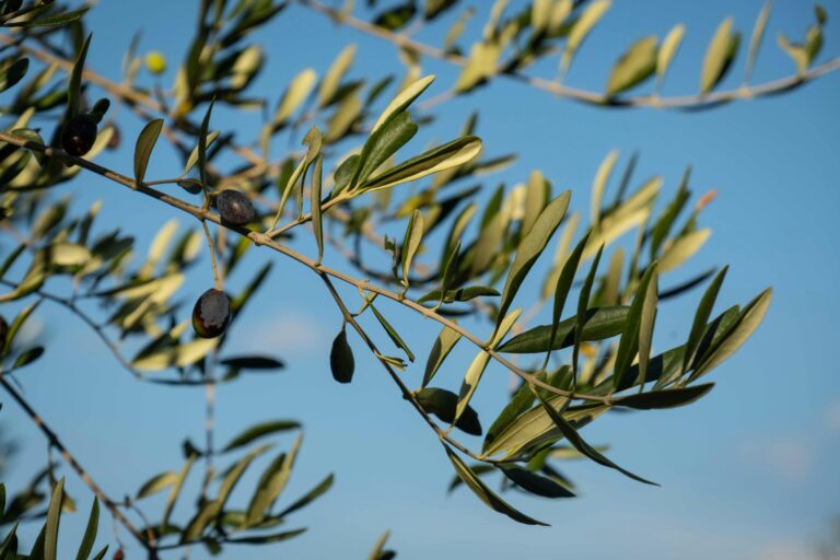 ¿Se puede podar un olivo en verano?