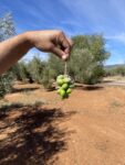 Variedades de aceituna