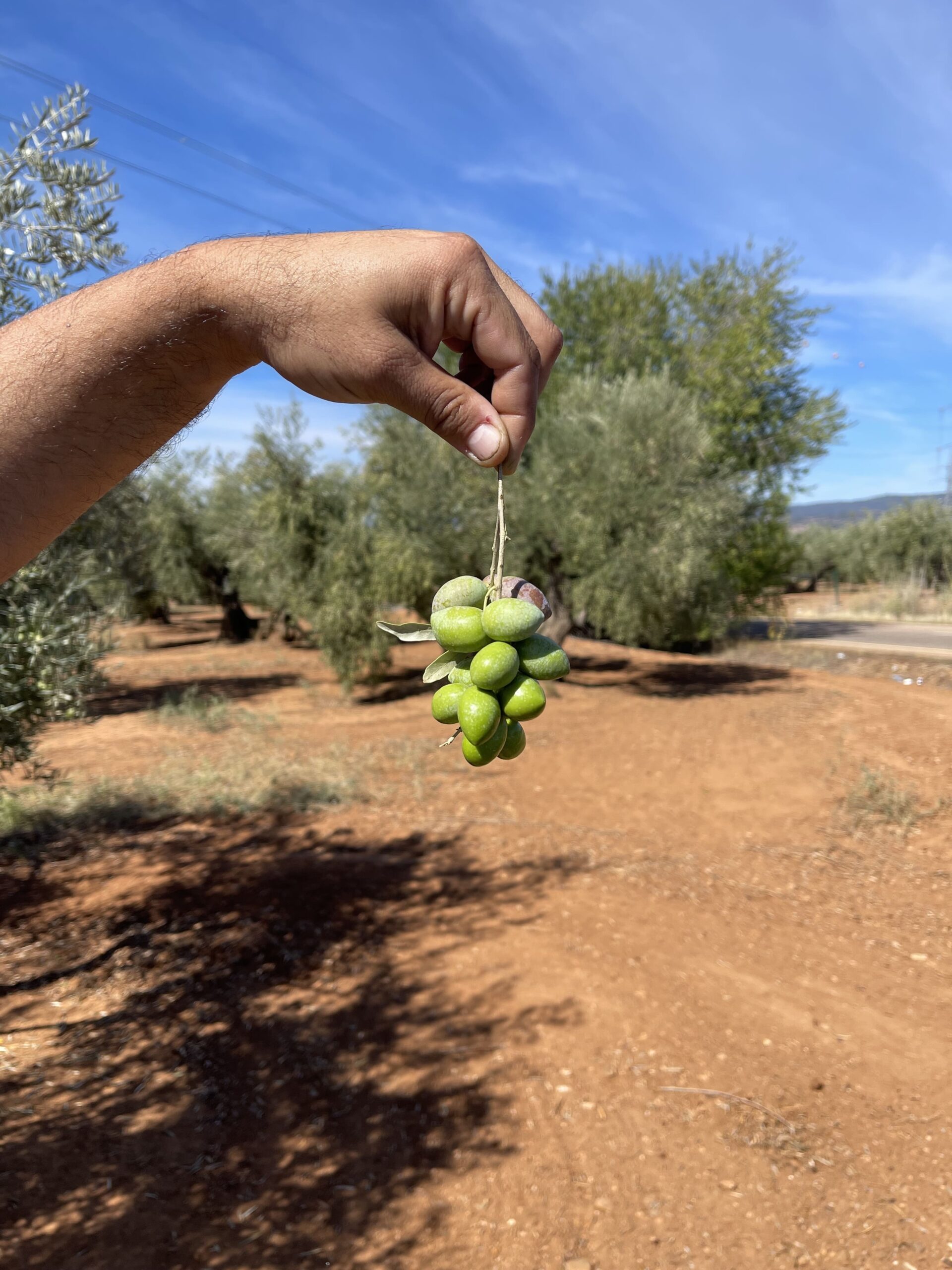 Variedades de aceituna