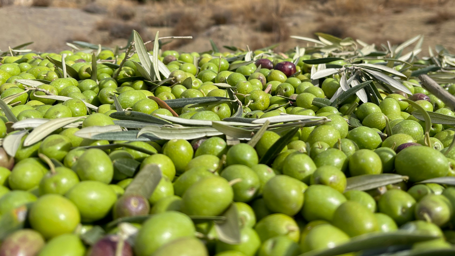 Aceitunas verdes de cosecha temprana