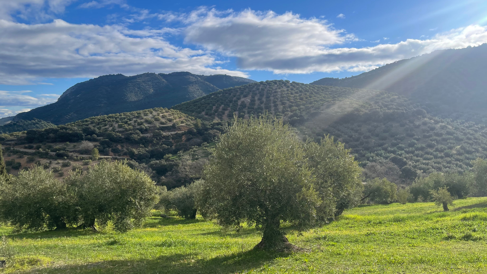 Olivar de montaña en la Subbética