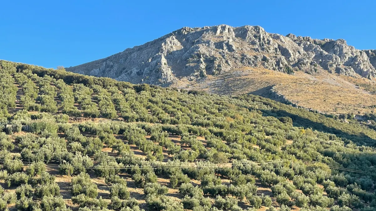 Paisaje de olivar Oleum Hispania